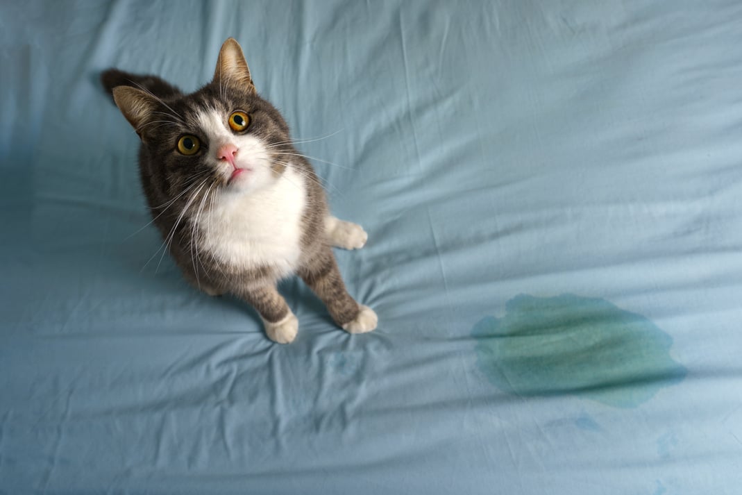 a gray and white cat sitting on a bed displaying unwanted behavior