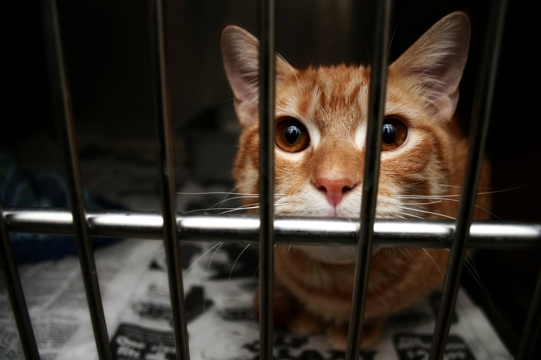an orange tabby cat is looking through the bars of a unit
