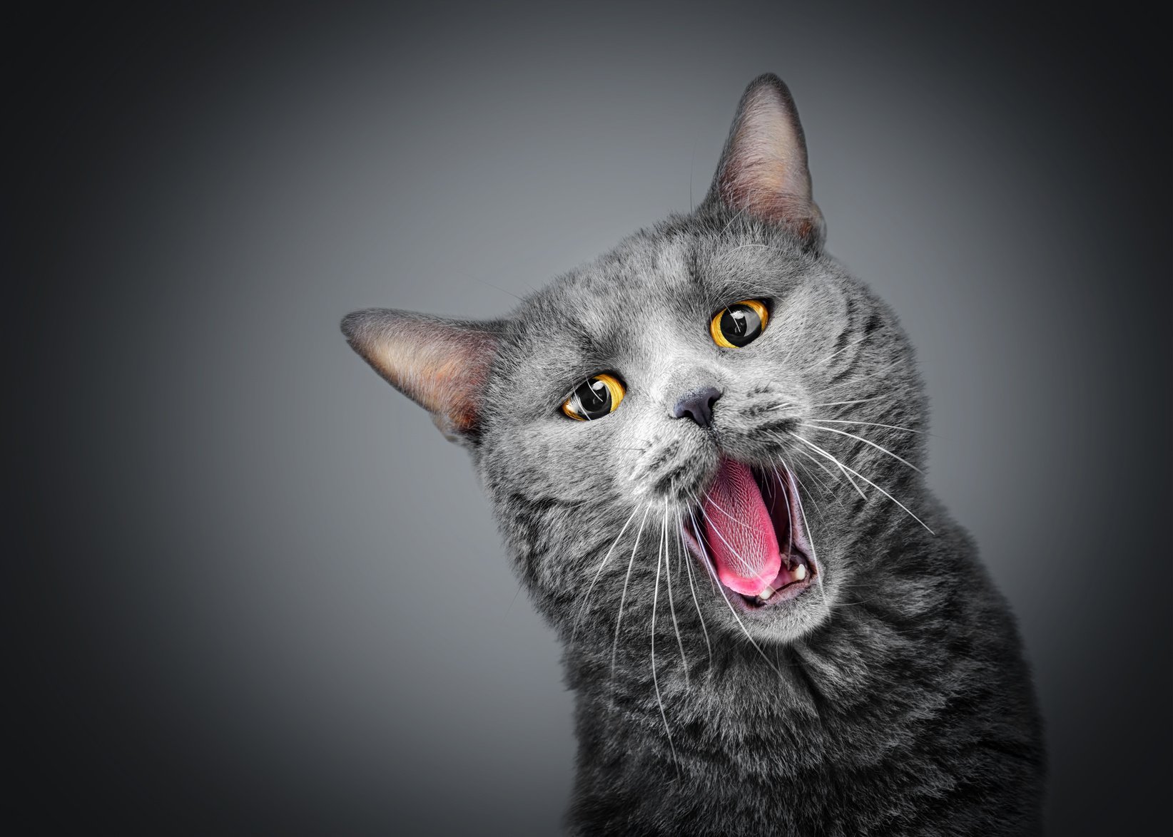 a gray cat yawning with its mouth open