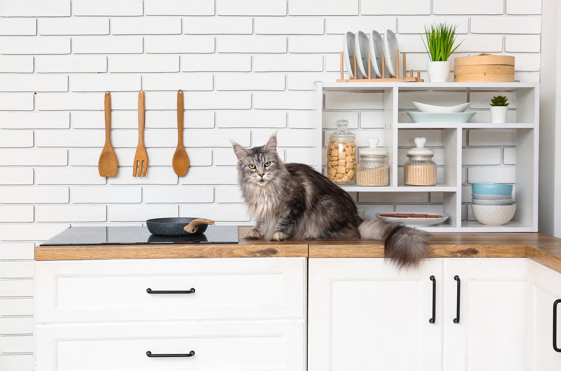 a cat sitting on top of a counter in a kitchen