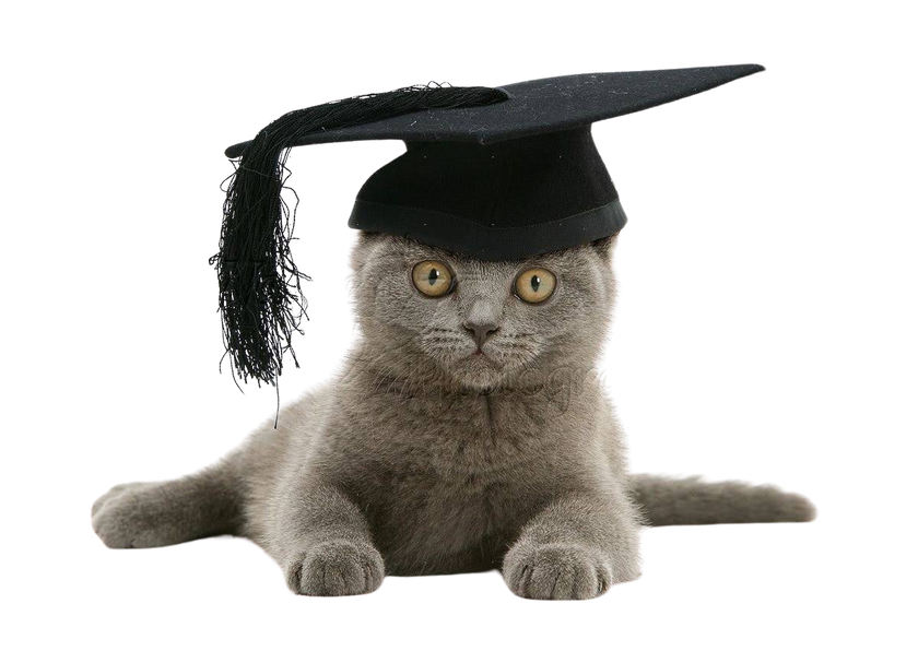 kitten graduating from kitten kindergarten, cat graduating from behavior classes