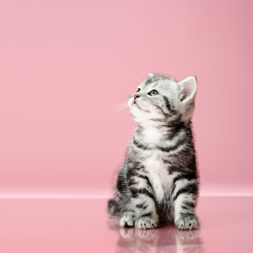 a kitten cat sitting on a pink surface looking up