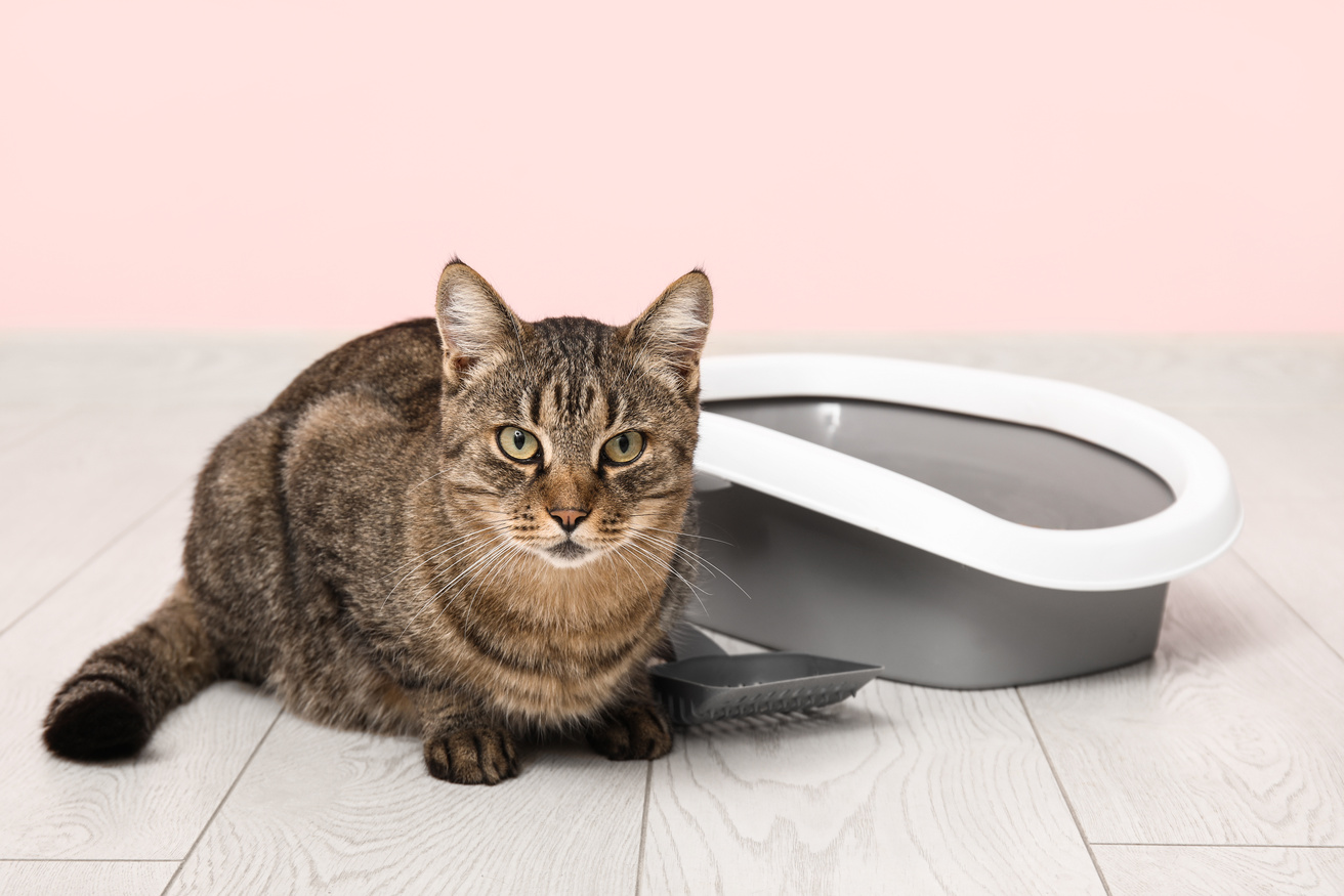 a cat sitting on the floor next to a litter box